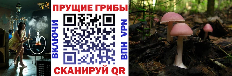 Псилоцибиновые грибы прущие грибы  Купить закладки  Берёзовка 